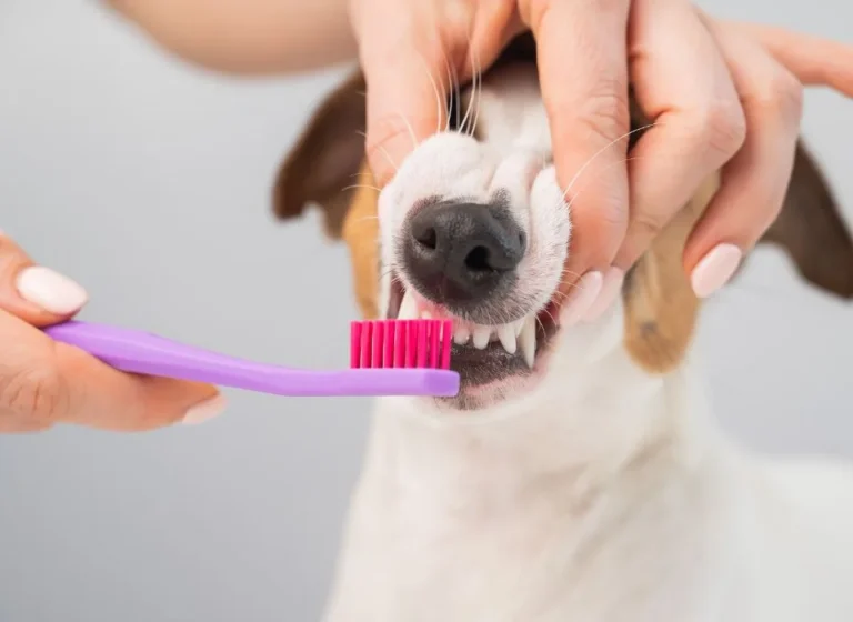 Managing Gum Disease in Dogs: Effective Dental Care for Canine Gingivitis