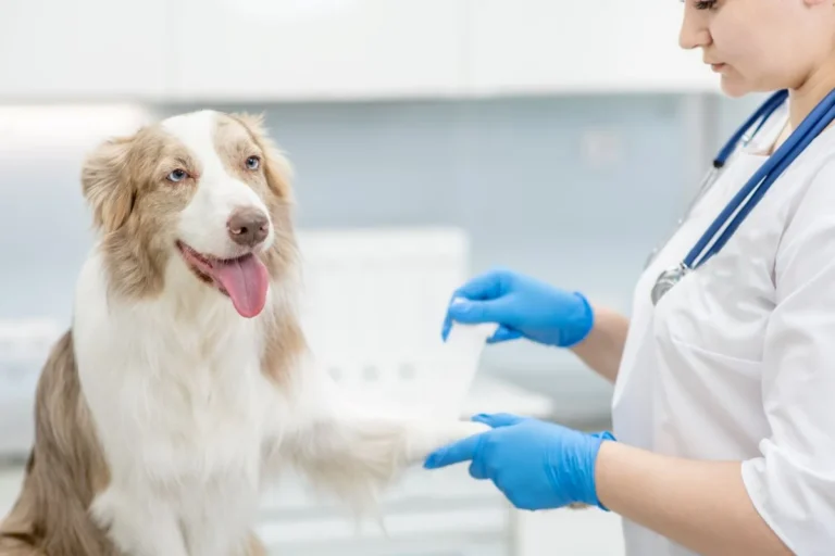 Emergency Veterinary Care; Understanding Bone Accidents