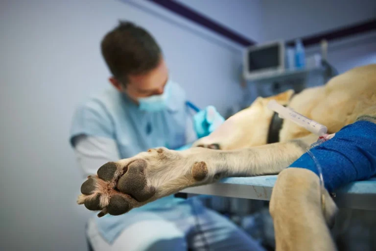 Torsion of The Stomach in Dogs: The Urgency of Veterinary Emergency Surgery